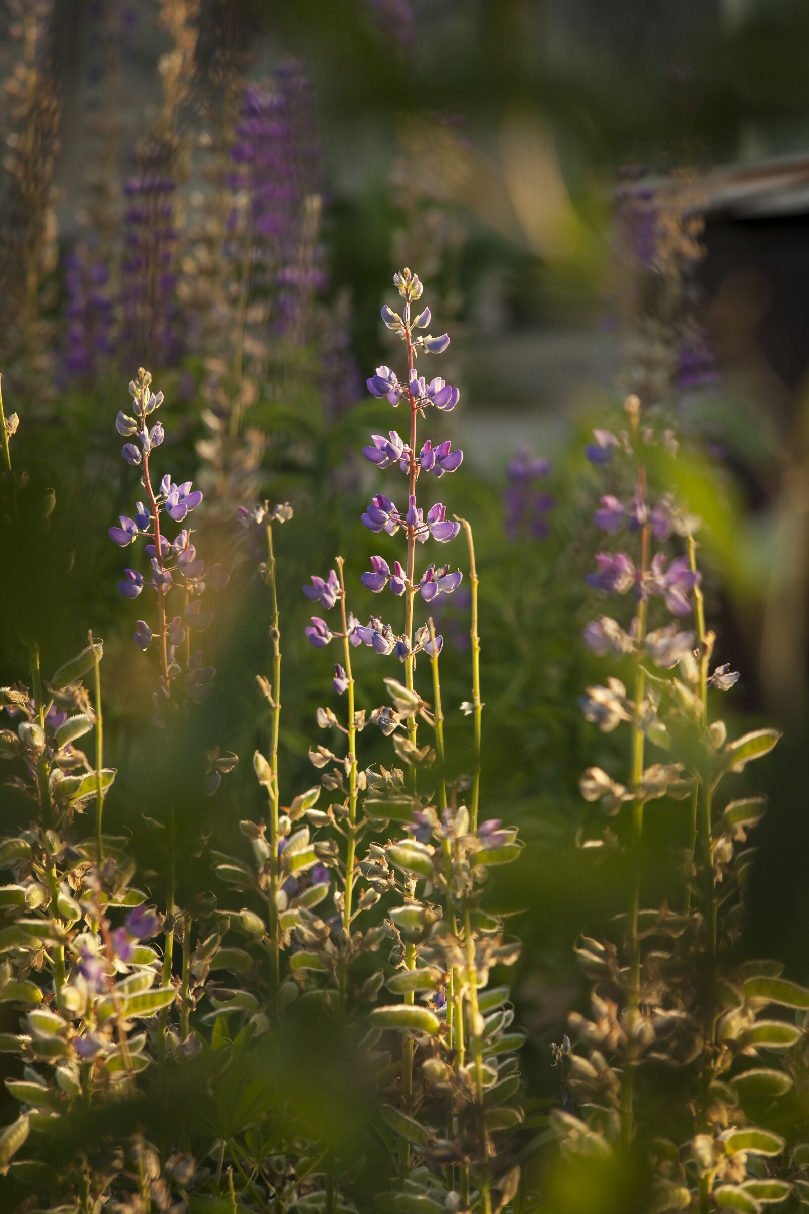Canon EOS 5D Mark II sample photo. Flowers, summer, nature photography
