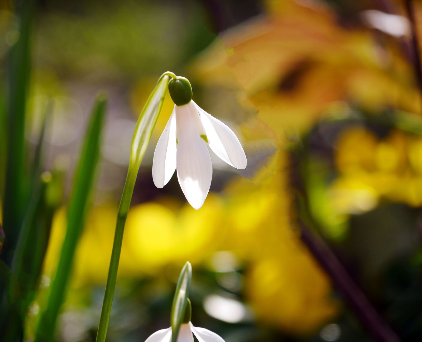 Panasonic Lumix DMC-GH3 sample photo. Snowdrop, harbinger of spring photography