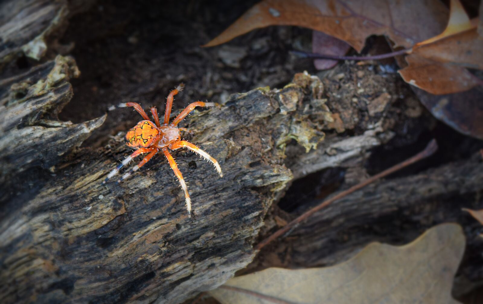 Nikon D5300 sample photo. Spider, orange, arachnid photography
