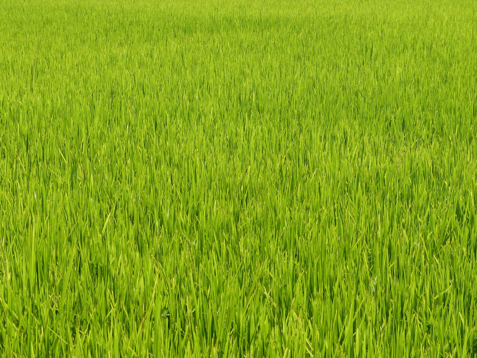 Panasonic Lumix DMC-FZ150 sample photo. Vietnam, asia, rice photography
