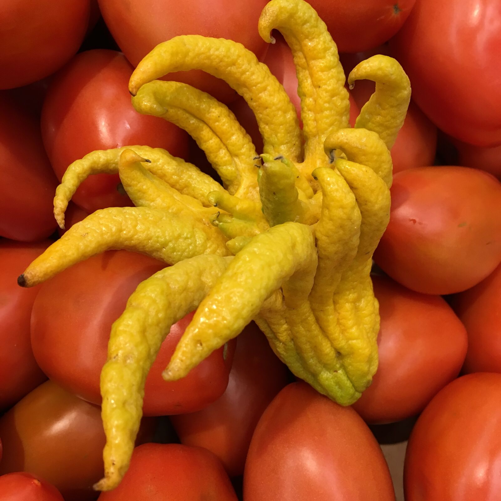 Apple iPhone 6s sample photo. Produce, zest, buddha's hand photography