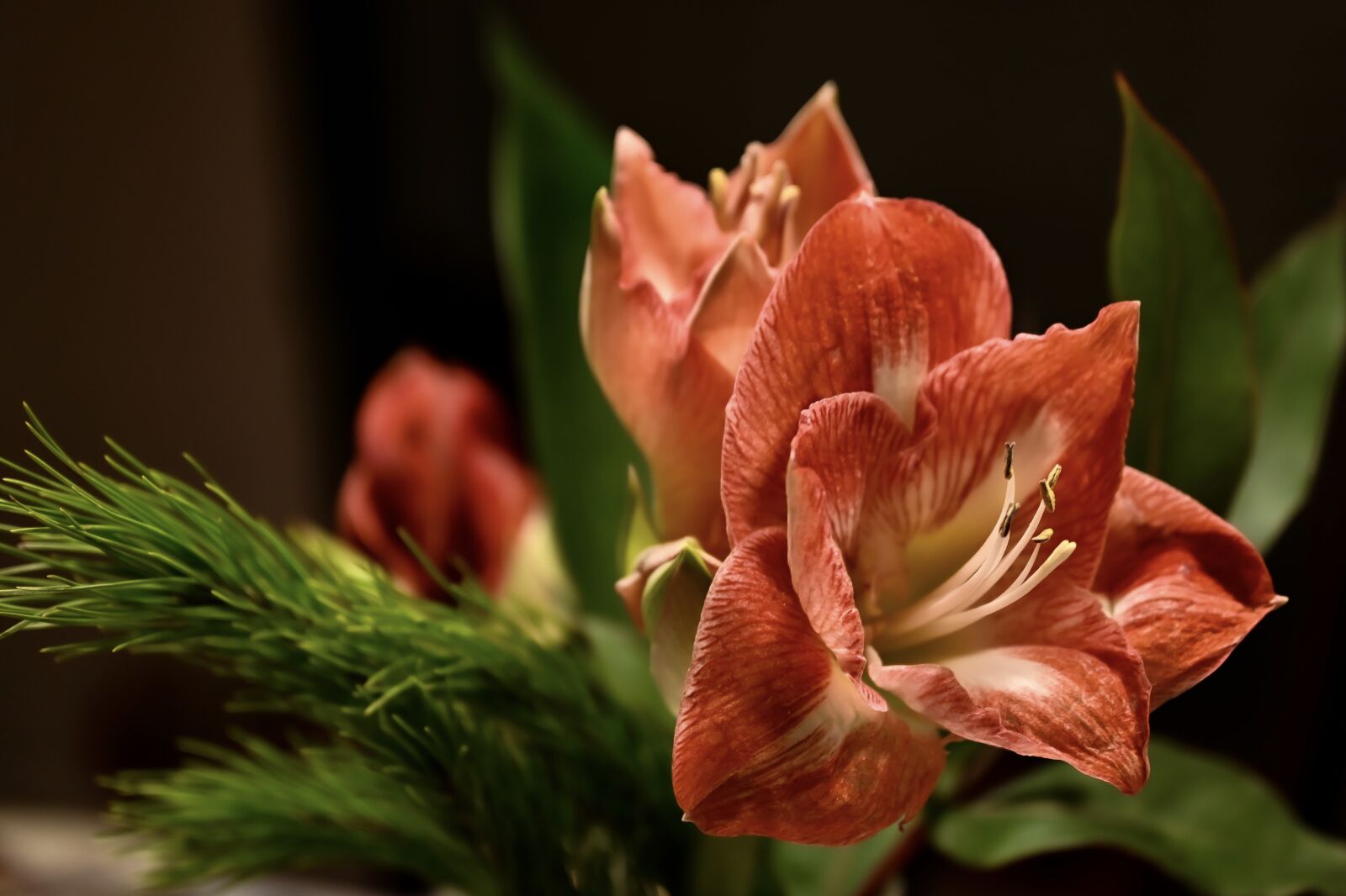 Nikon Z6 sample photo. Christmas, amaryllis, flower photography