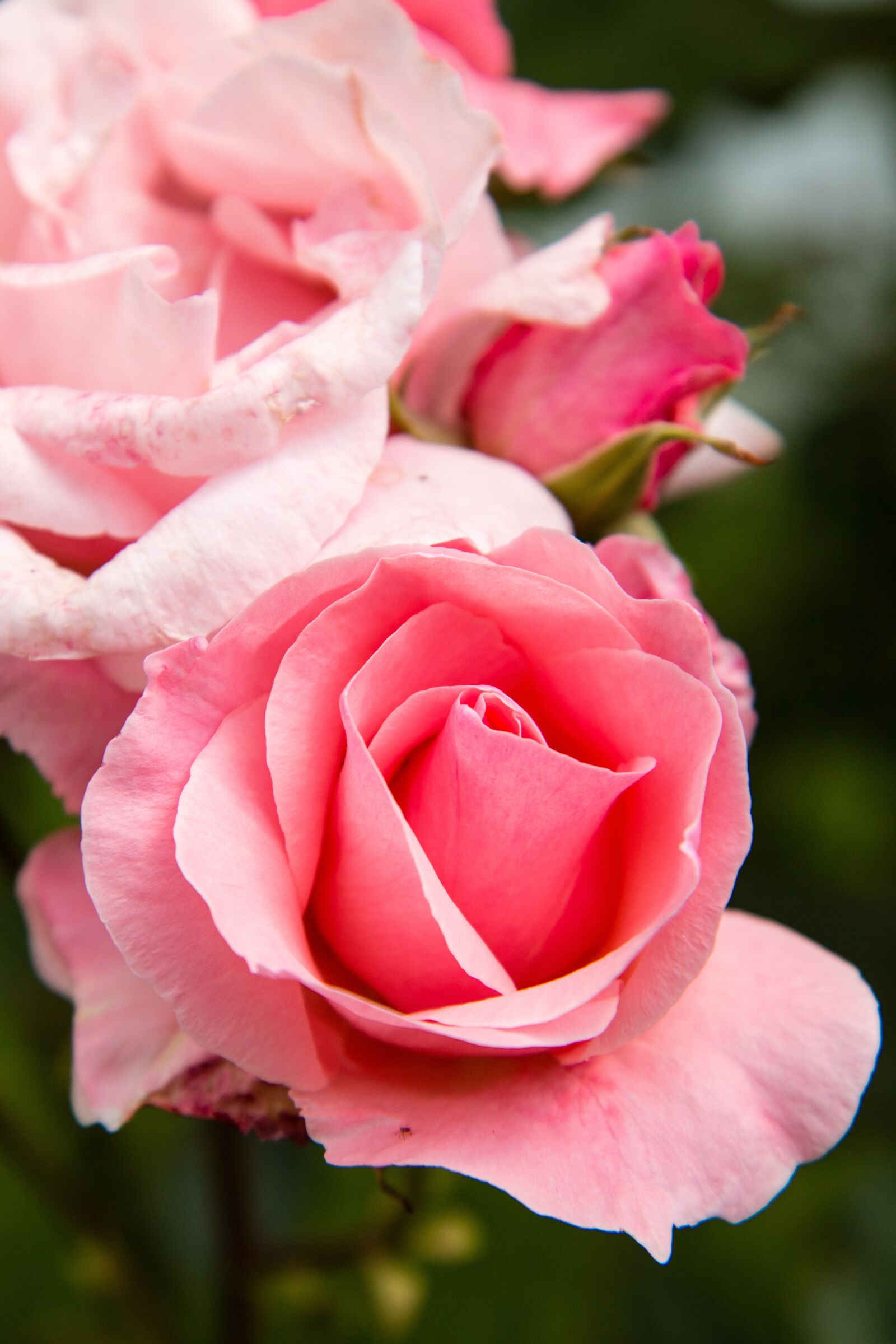 Canon EOS 70D sample photo. Rose, flower, flora photography