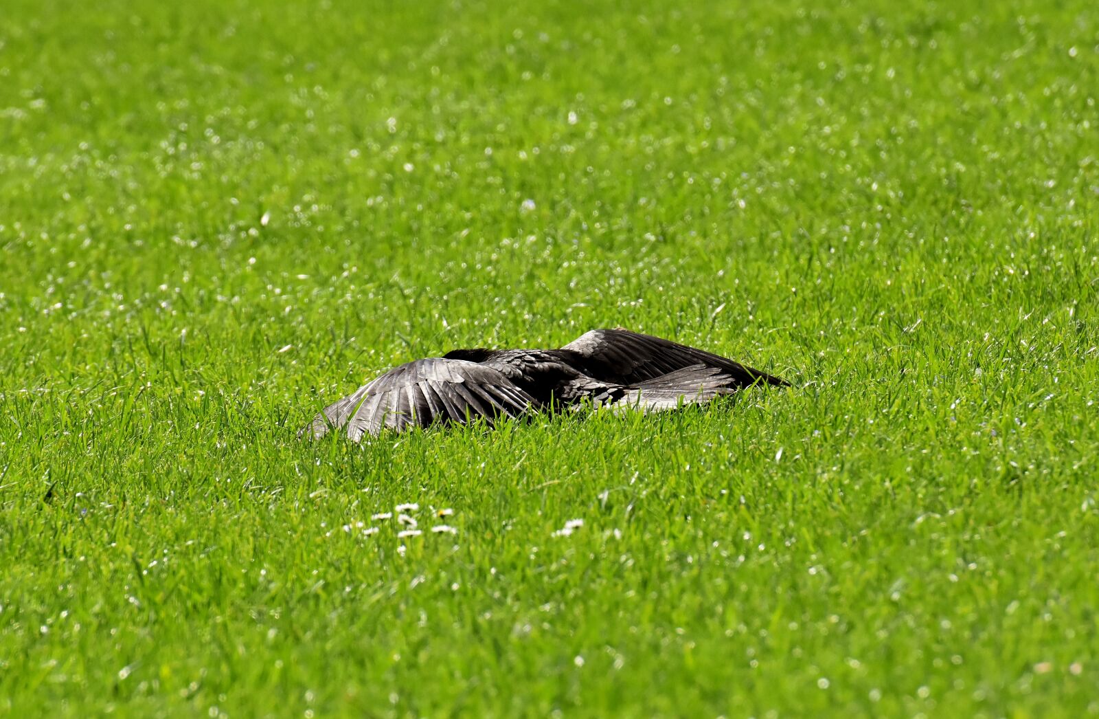 Nikon D7200 sample photo. Crow, sun, rest photography
