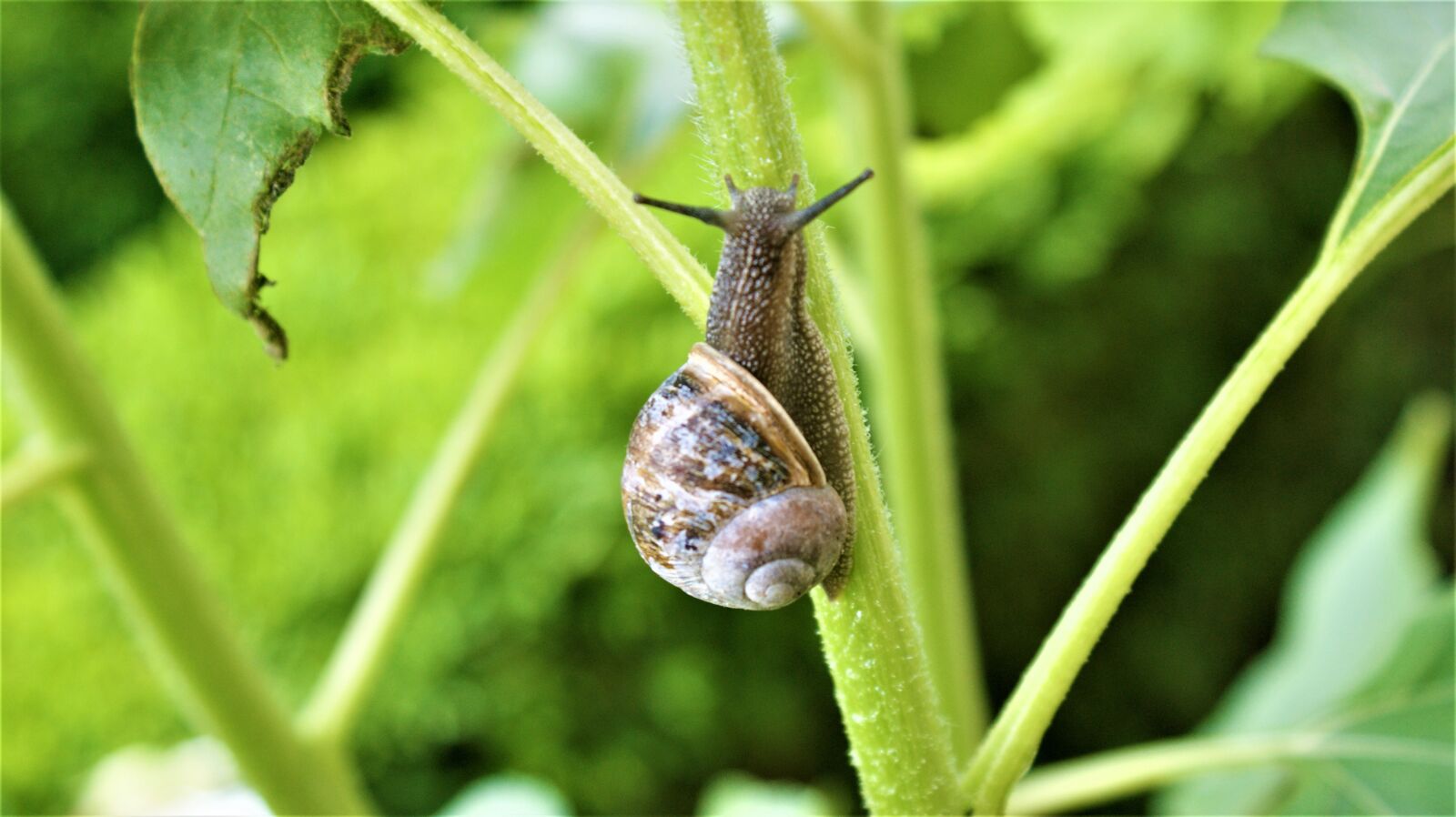 Sony Alpha DSLR-A350 sample photo. Snail, nature, slow photography