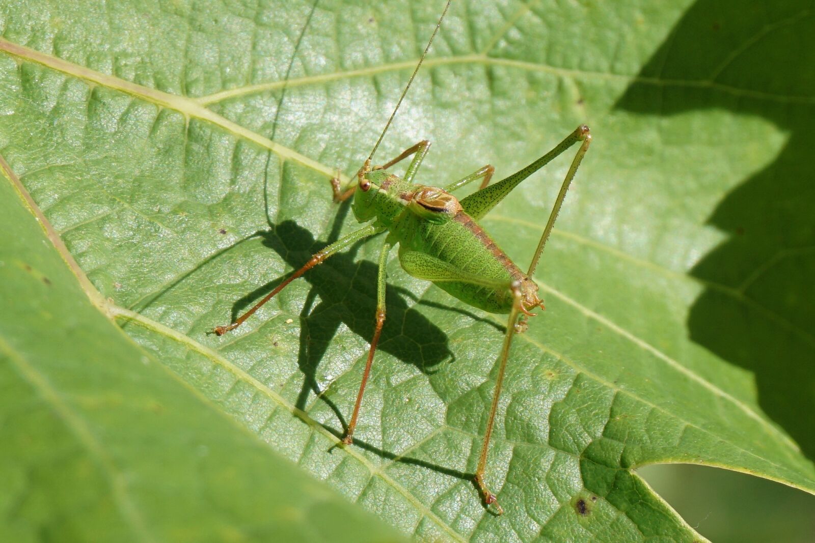 Sony a6000 sample photo. Grasshopper, green, nature photography