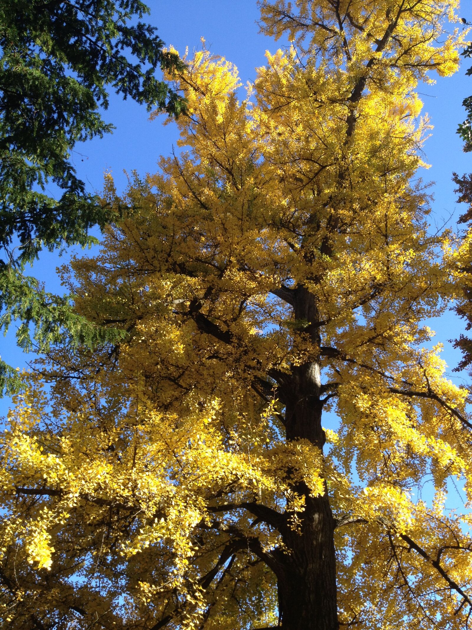 iPhone 4S back camera 4.28mm f/2.4 sample photo. Autumn, folliage, gingko photography