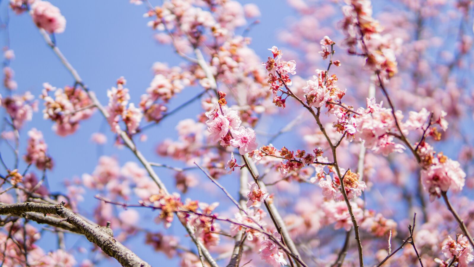 Sony a6000 sample photo. Cherry blossom, japan, japanese photography