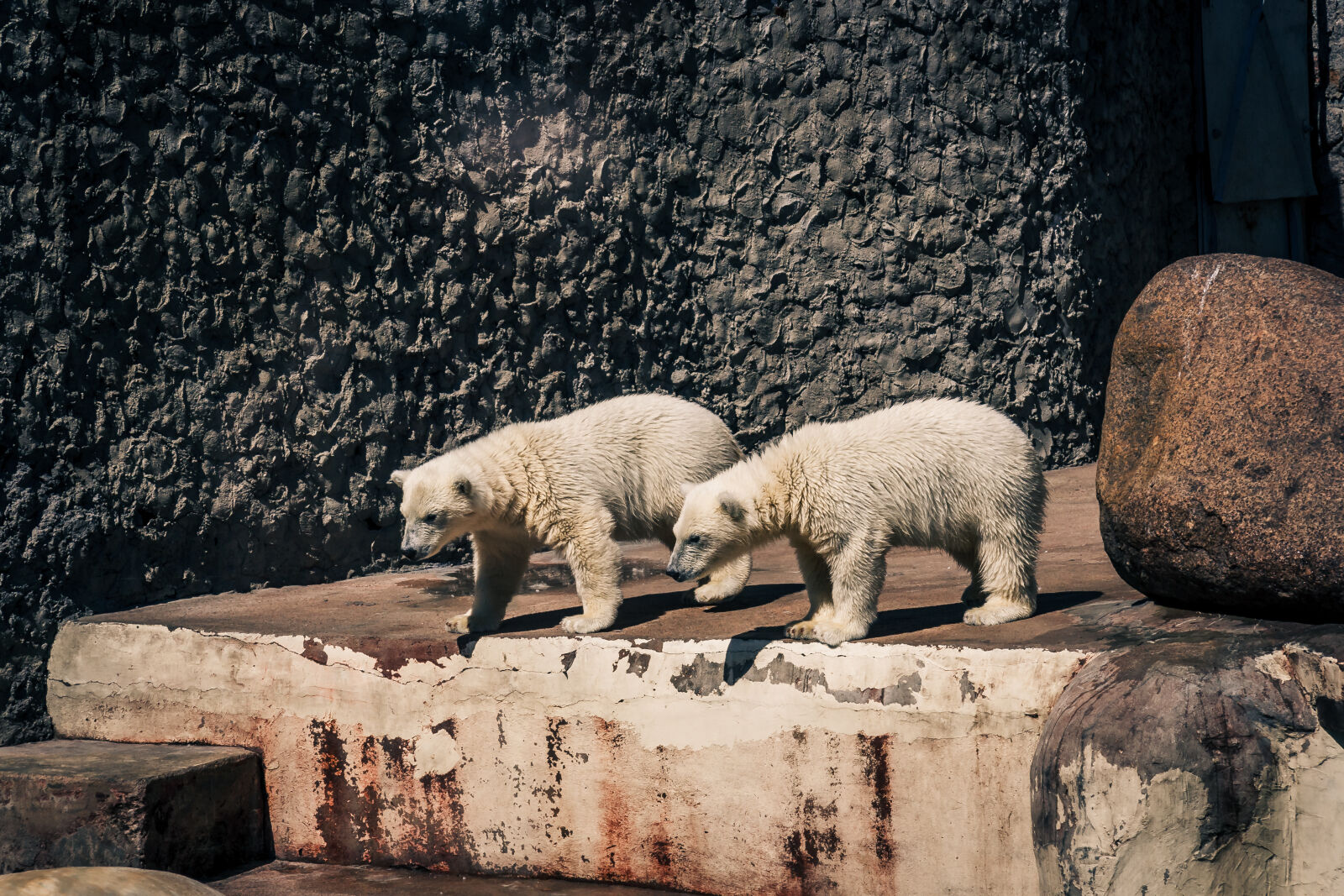 Canon EF-S 17-85mm F4-5.6 IS USM sample photo. Bear, cub, teddy, bear photography