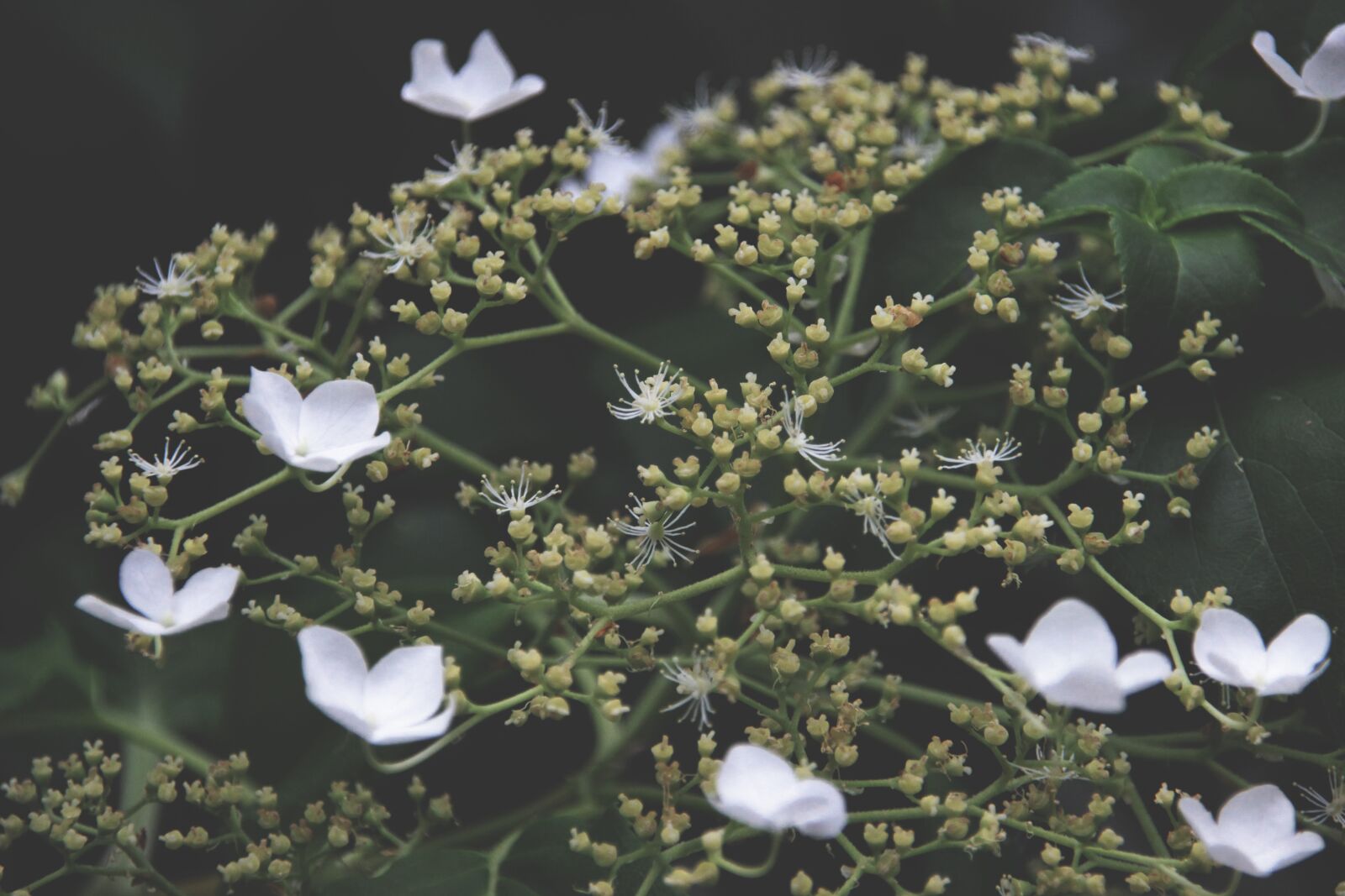 Canon EOS 600D (Rebel EOS T3i / EOS Kiss X5) sample photo. Flower, white, white blossom photography