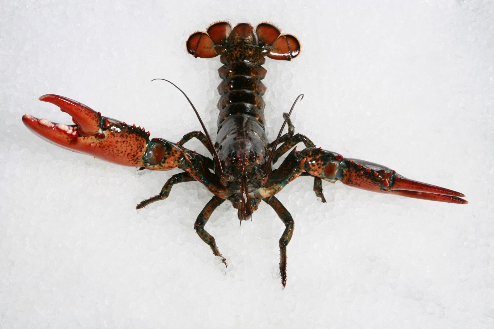 Canon EOS 5D sample photo. Lobster, seafood, fish photography
