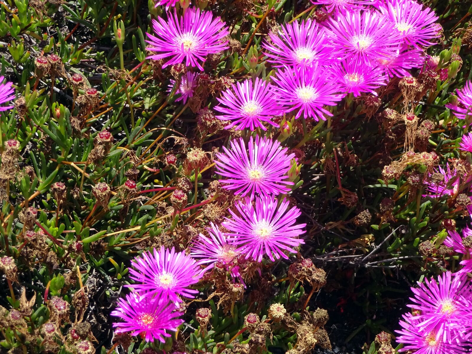 Sony Cyber-shot DSC-WX220 sample photo. Sedum canaries, flower, violet photography