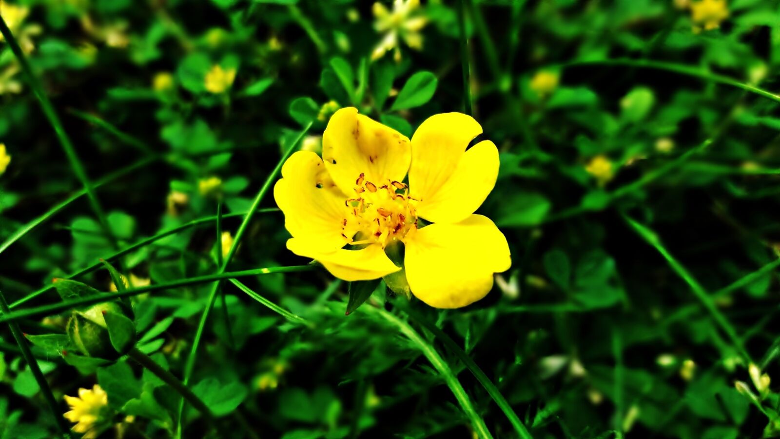 Samsung Galaxy J5 sample photo. Flower, yellow, nature photography