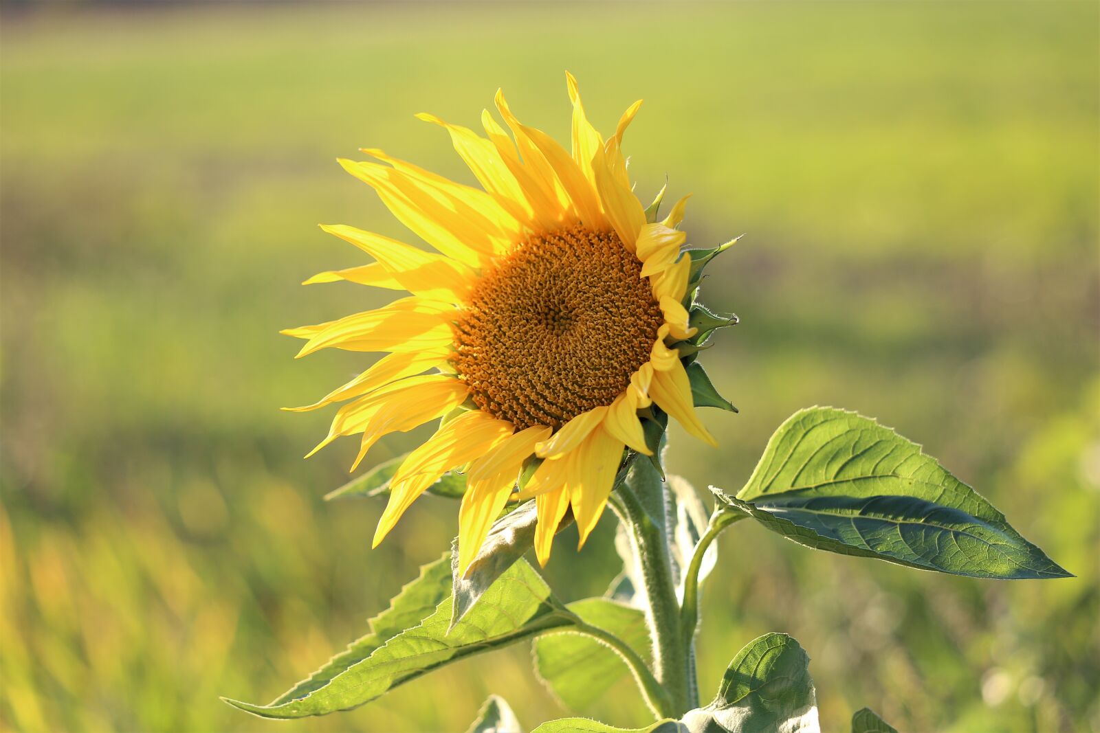 Canon EF 70-300 F4-5.6 IS II USM sample photo. Sunflower, plant, flower photography