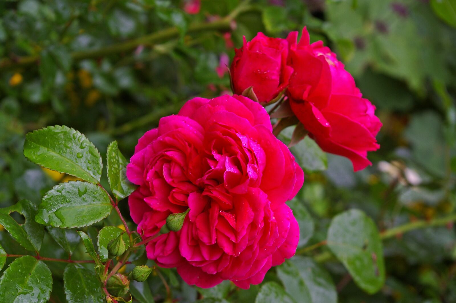 Pentax *ist DL2 sample photo. Rose, pink rose, scented photography