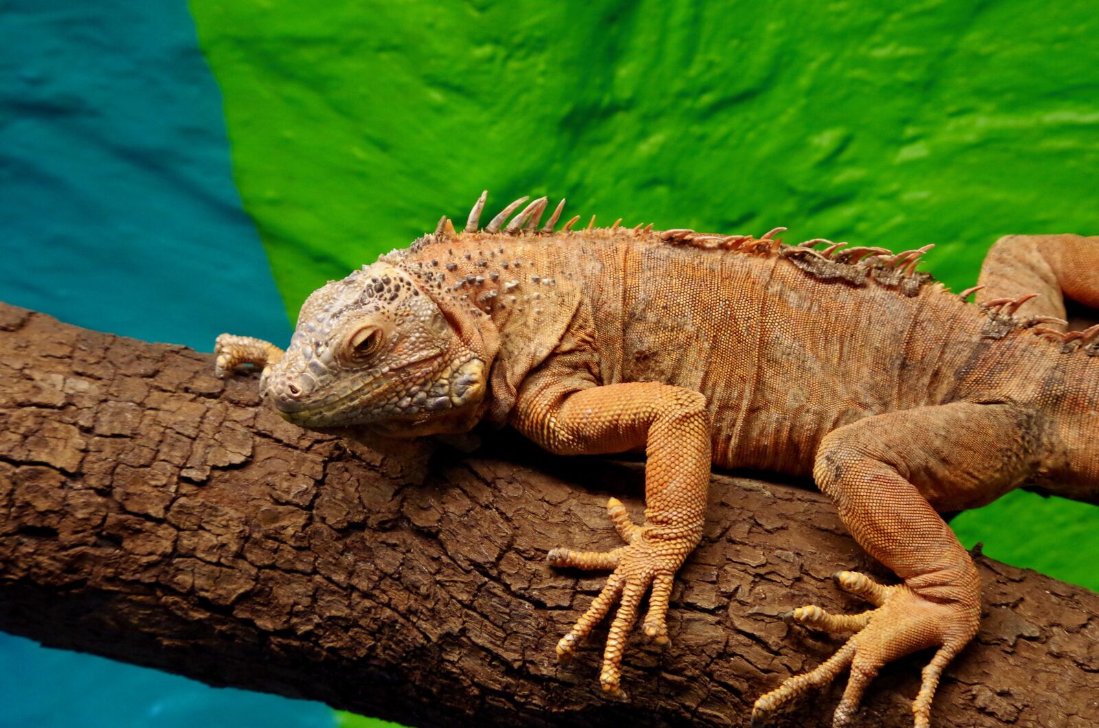 Pentax K-30 sample photo. Iguana, reptile, lizard photography