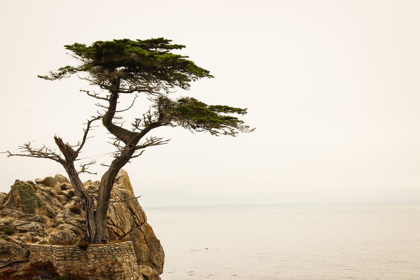 Canon EOS 600D (Rebel EOS T3i / EOS Kiss X5) sample photo. Lone cyprus, monterey, carmel-by-the-sea photography