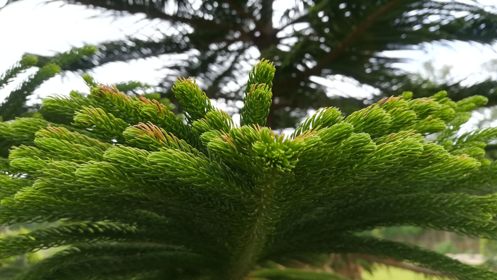 HUAWEI honor 6x sample photo. Tree photography