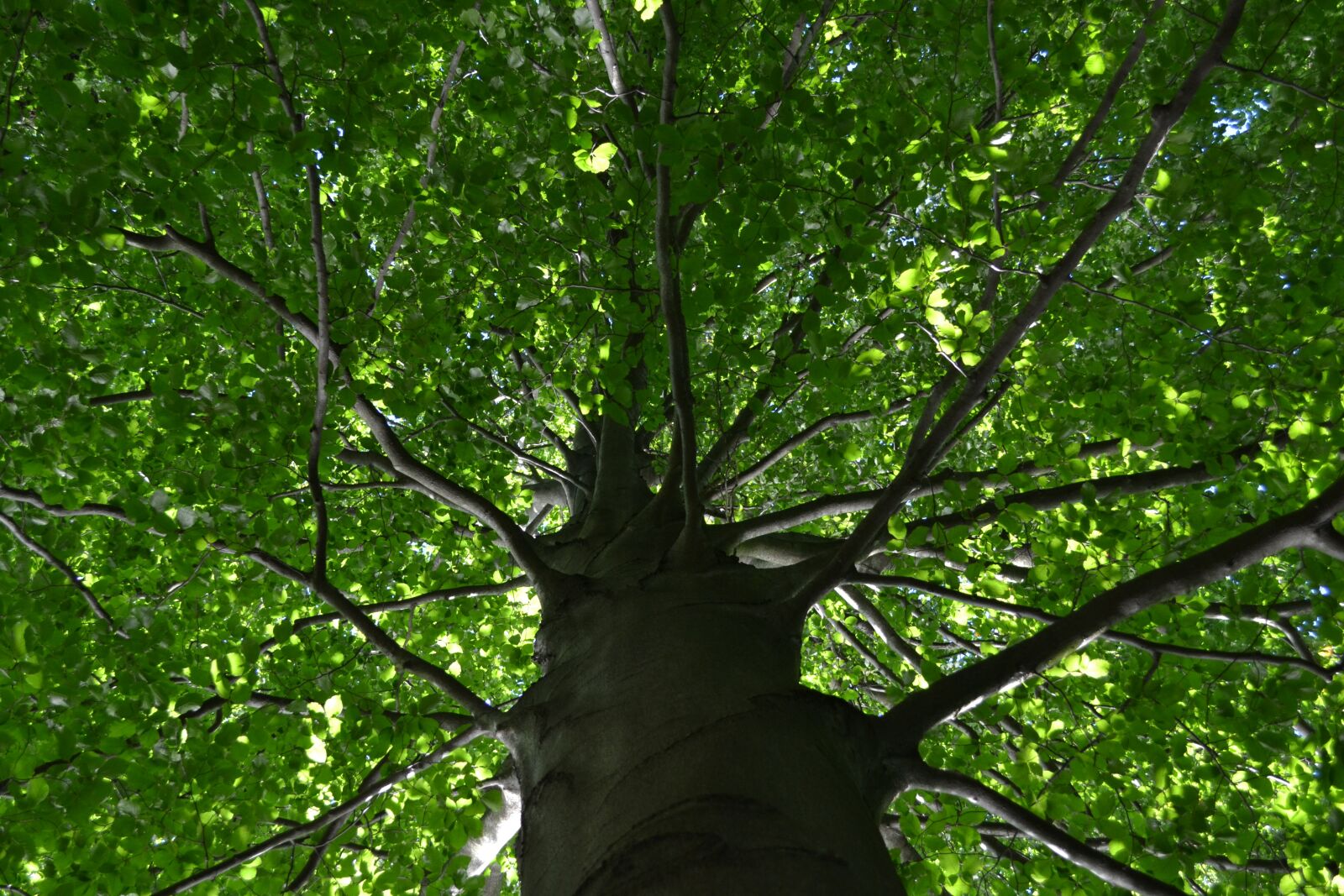 Nikon D3100 sample photo. Tree, log, tribe photography