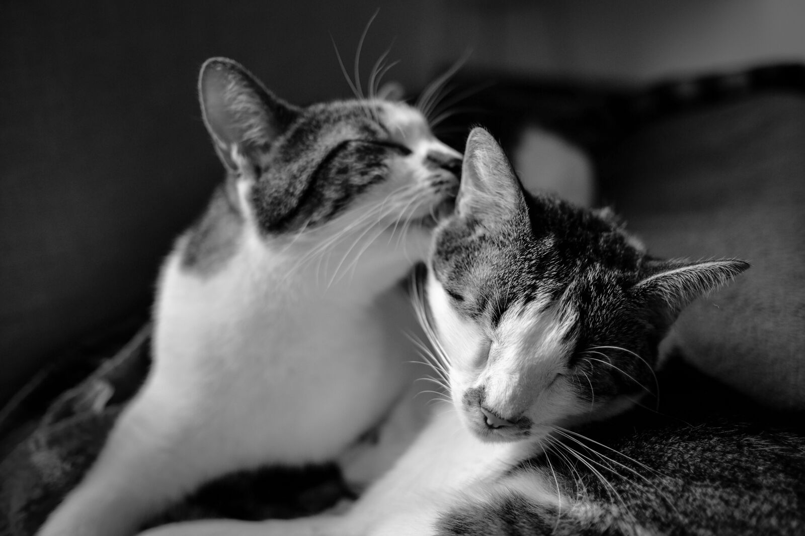 Fujifilm XF 23mm F1.4 R sample photo. Black and white, cat photography