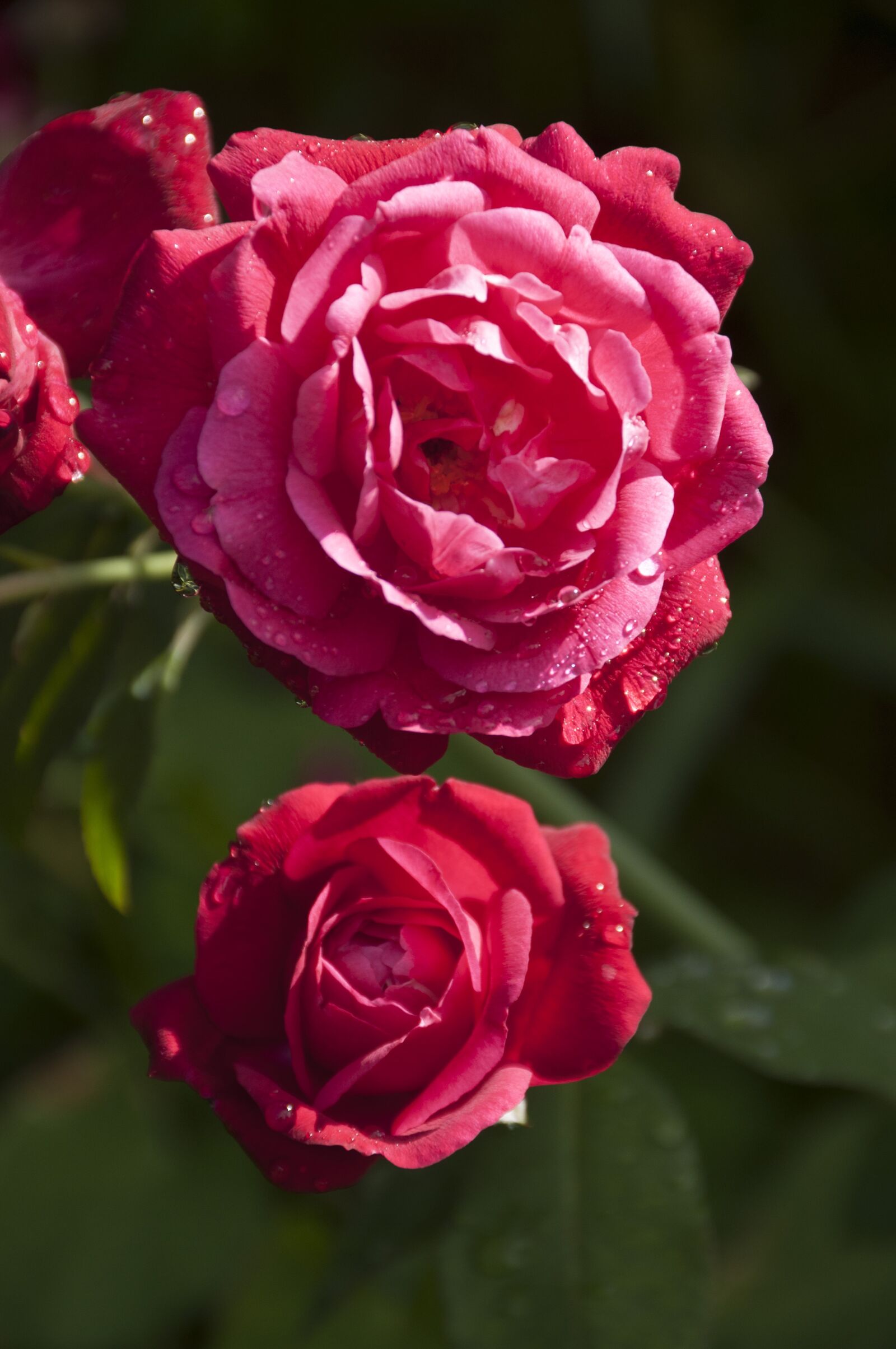 Nikon D5000 sample photo. Roses, pink, flowers photography