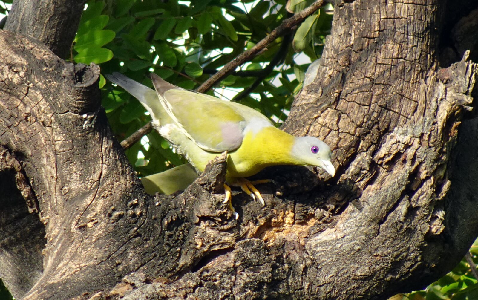 Sony DSC-WX800 sample photo. Bird, pigeon, yfgp photography