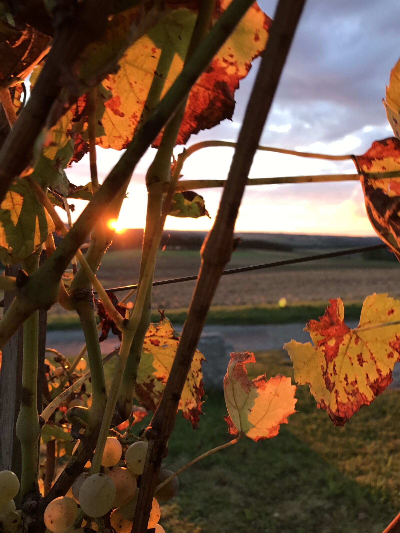 iPhone 7 back camera 3.99mm f/1.8 sample photo. Autumn, vines, wine photography