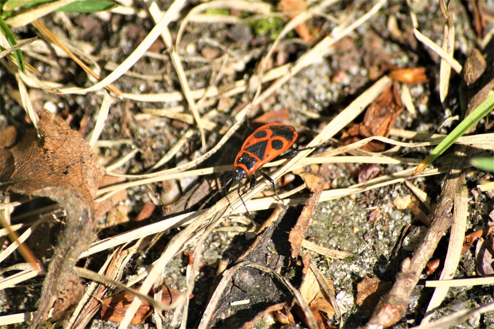 Canon EOS 1000D (EOS Digital Rebel XS / EOS Kiss F) sample photo. Insect, fire bug, close photography