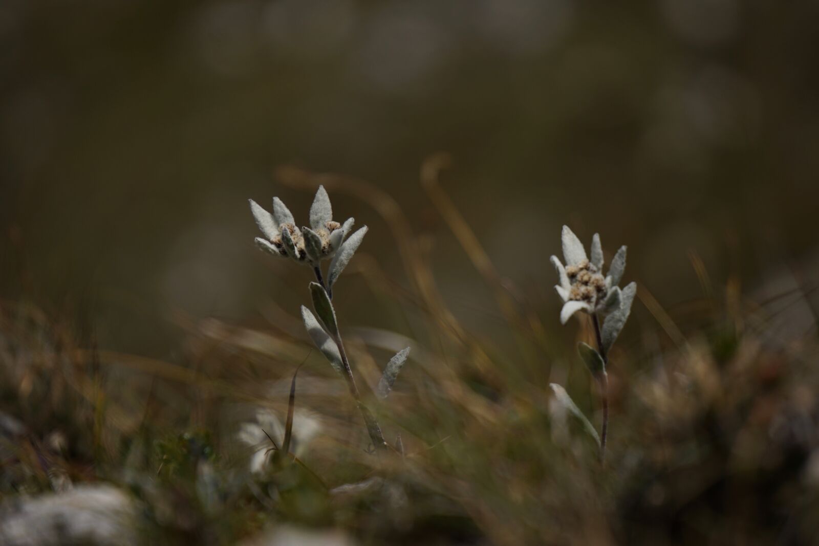 Sony E 55-210mm F4.5-6.3 OSS sample photo. Alpine edelwei , edelweiss photography