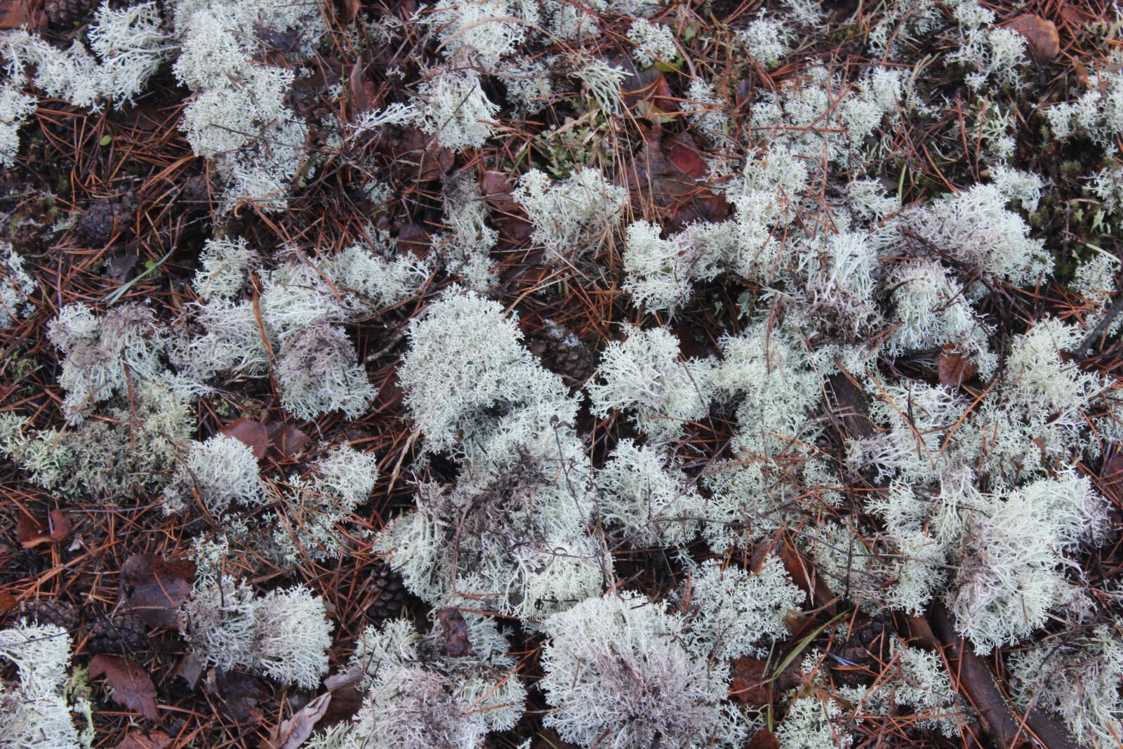 Canon EOS 600D (Rebel EOS T3i / EOS Kiss X5) sample photo. Moss, forest litter, forest photography