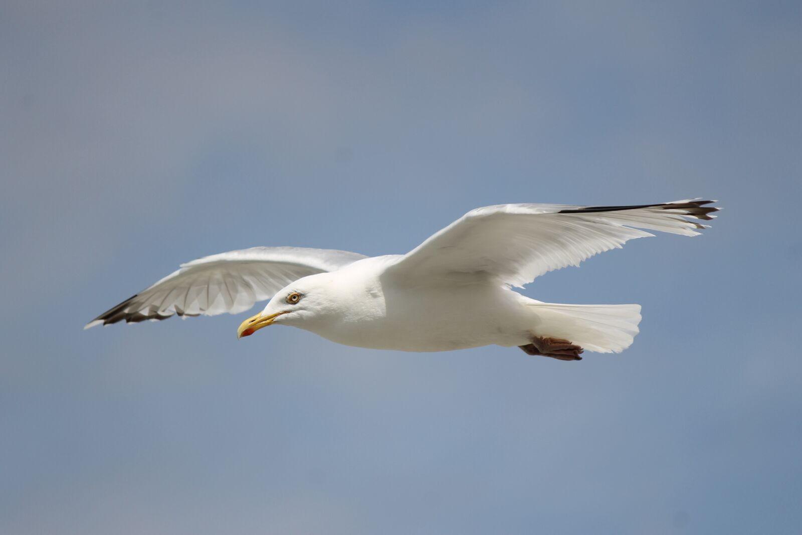 Canon EOS 1100D (EOS Rebel T3 / EOS Kiss X50) sample photo. Seagull, flying, flight photography