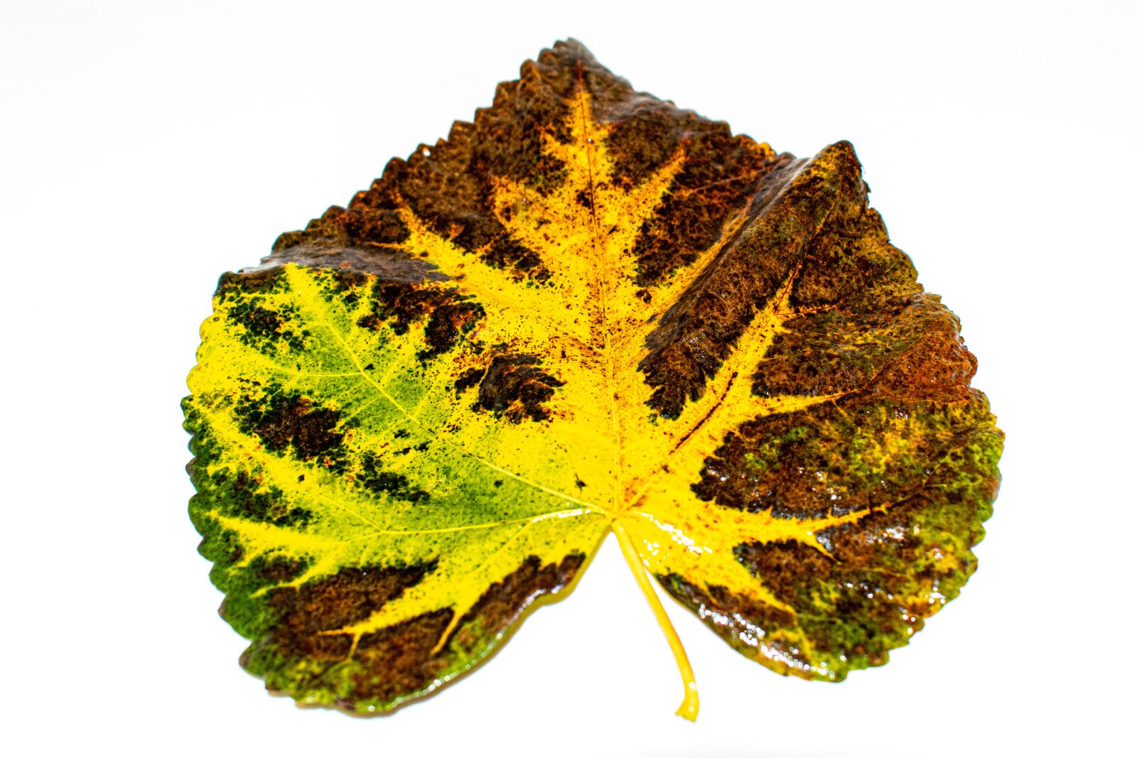 Nikon D5300 sample photo. Leaf, autumn, lime leaf photography