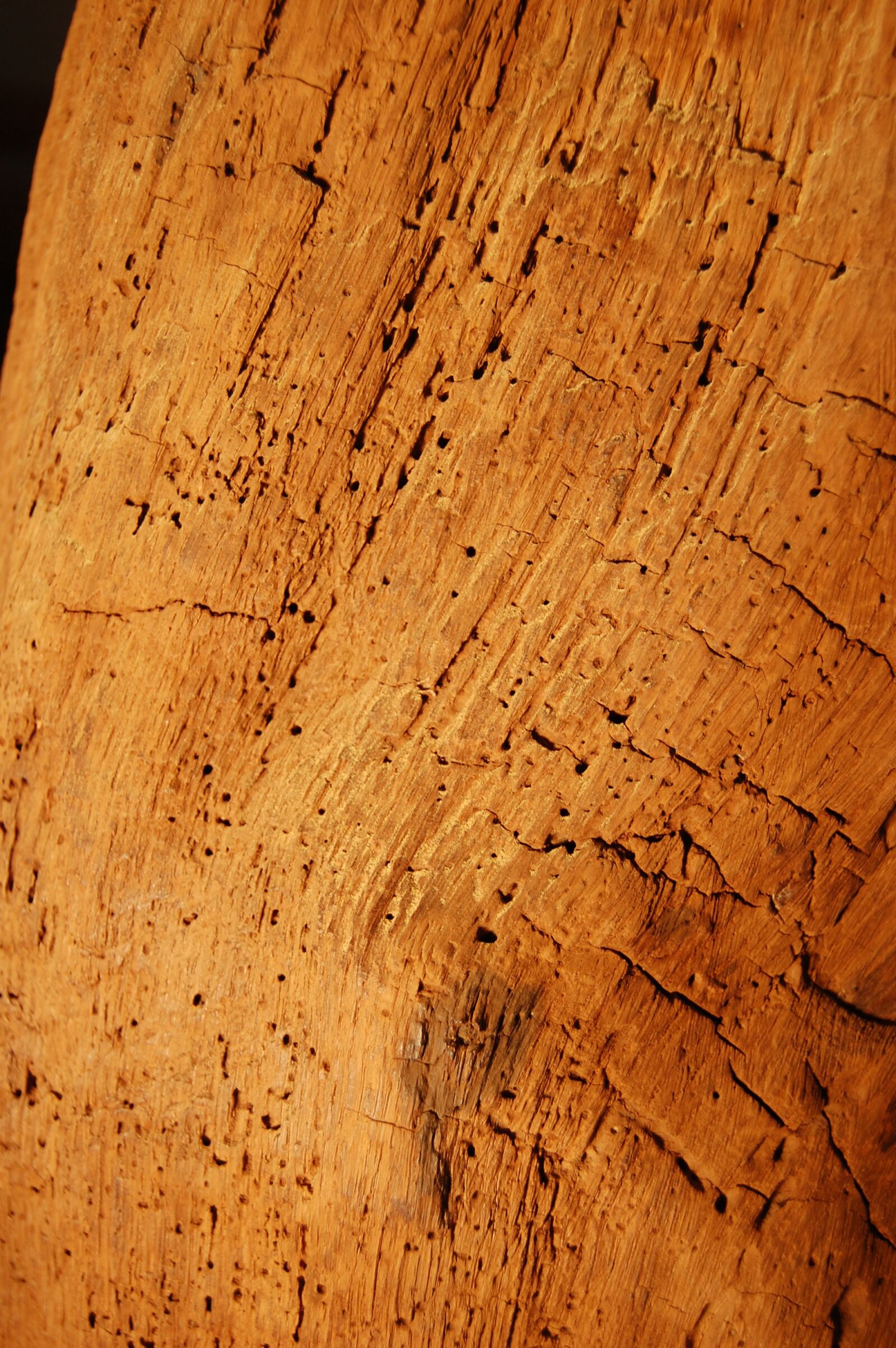 Nikon D40 sample photo. Altholz, oak, bar photography