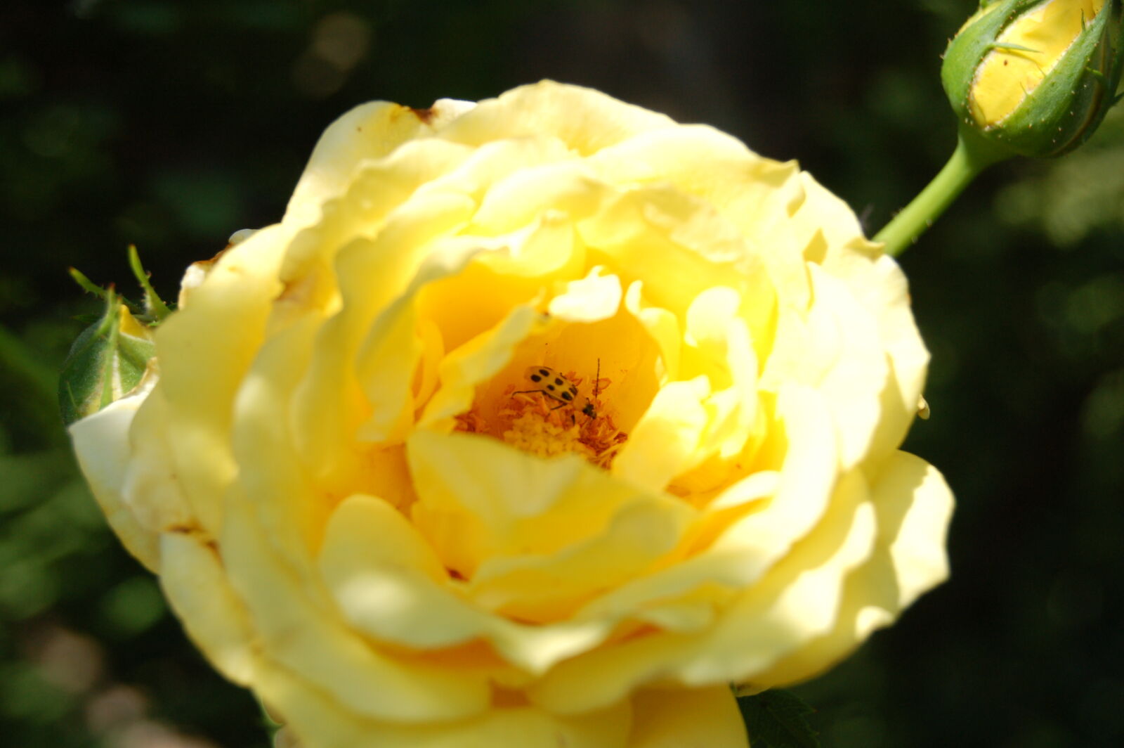 AF-S DX Zoom-Nikkor 18-55mm f/3.5-5.6G ED sample photo. Bee, insect, rose, yellow photography