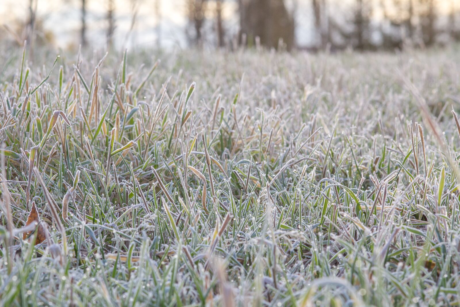 Canon EOS 550D (EOS Rebel T2i / EOS Kiss X4) sample photo. Frost, grass, winter photography