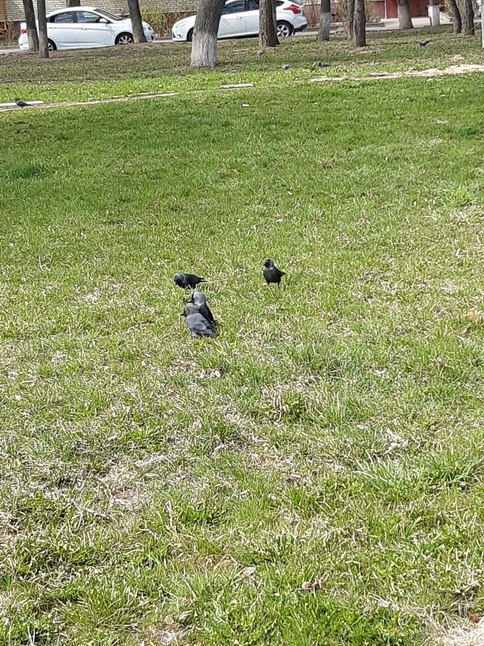 Samsung Galaxy A30 sample photo. Birds, spring, nature photography