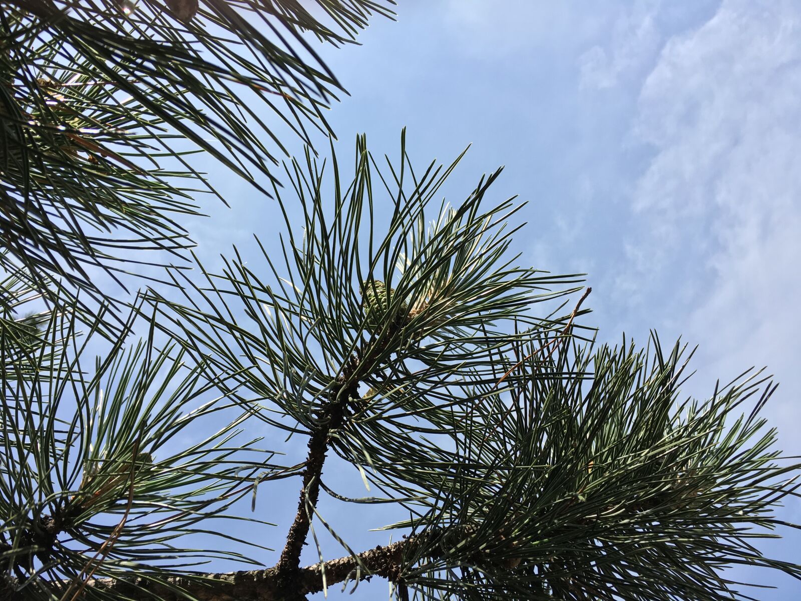 Apple iPhone 6s sample photo. Conifer, coniferous, trees photography