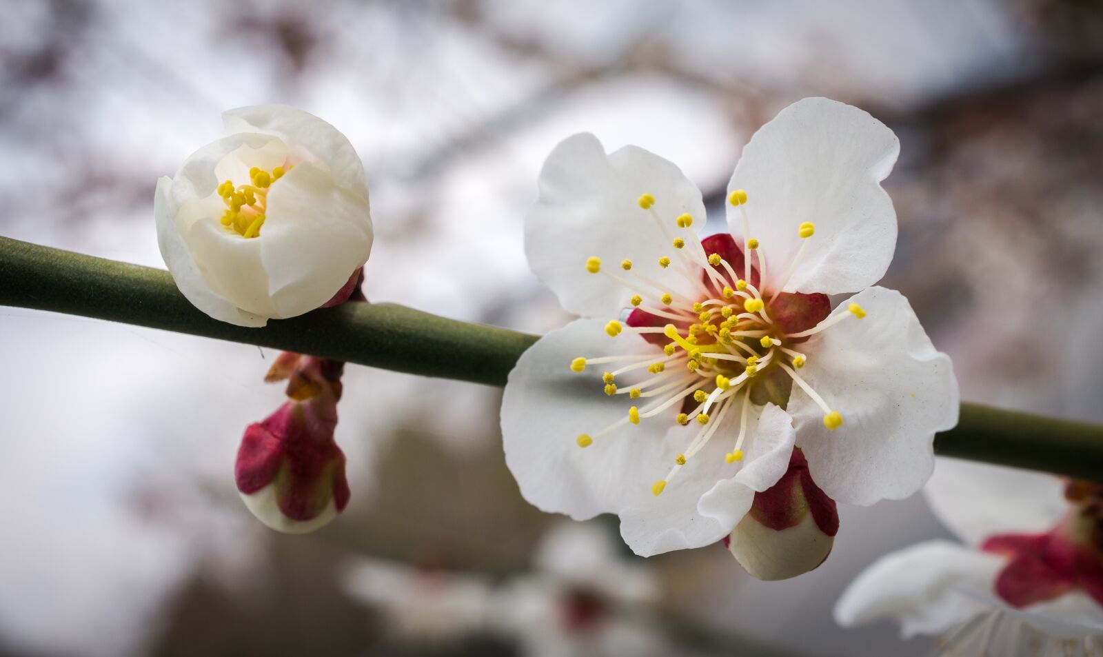 Sony Alpha NEX-5N sample photo. Cherry blossom, flowers, nature photography