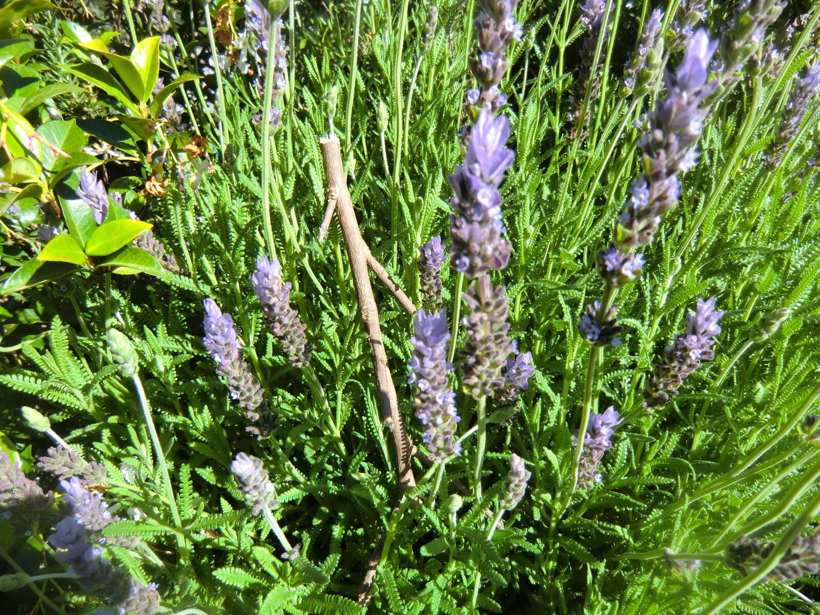 CASIO EX-H15 sample photo. Stick, green, nature photography