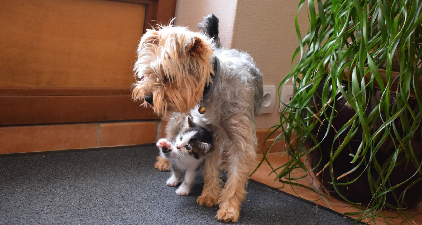 Nikon D5300 sample photo. Cat, dog, complicity photography