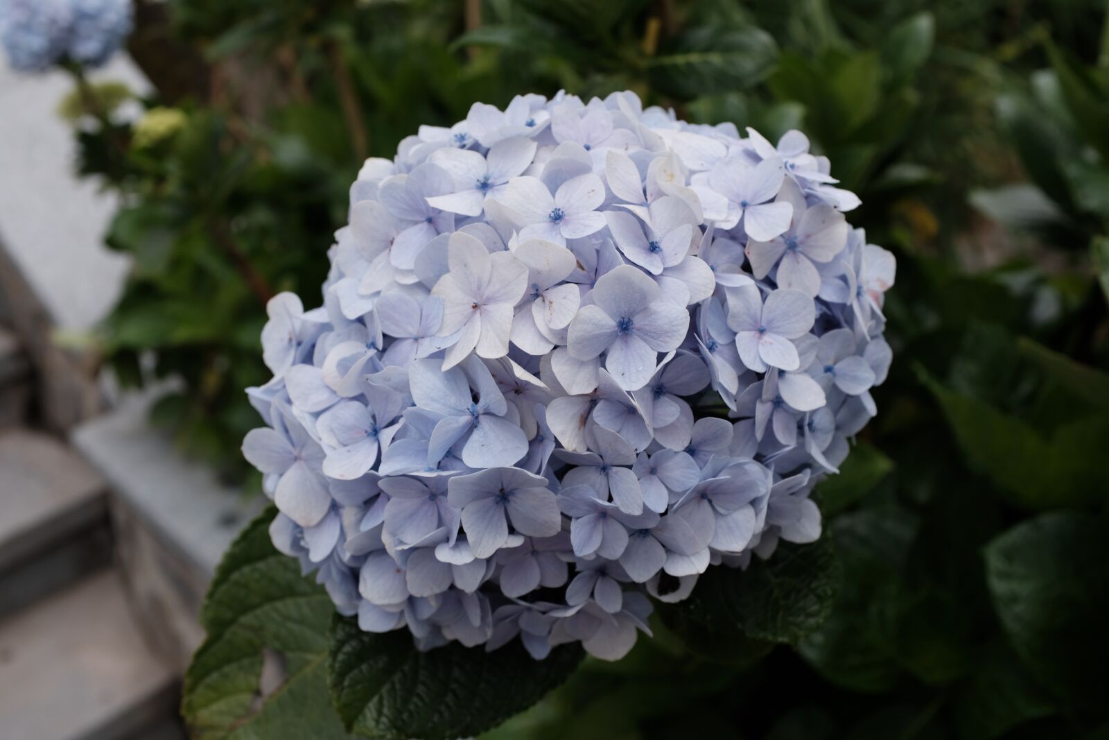 Fujifilm X100F sample photo. Flowers, hydrangea, flower photography