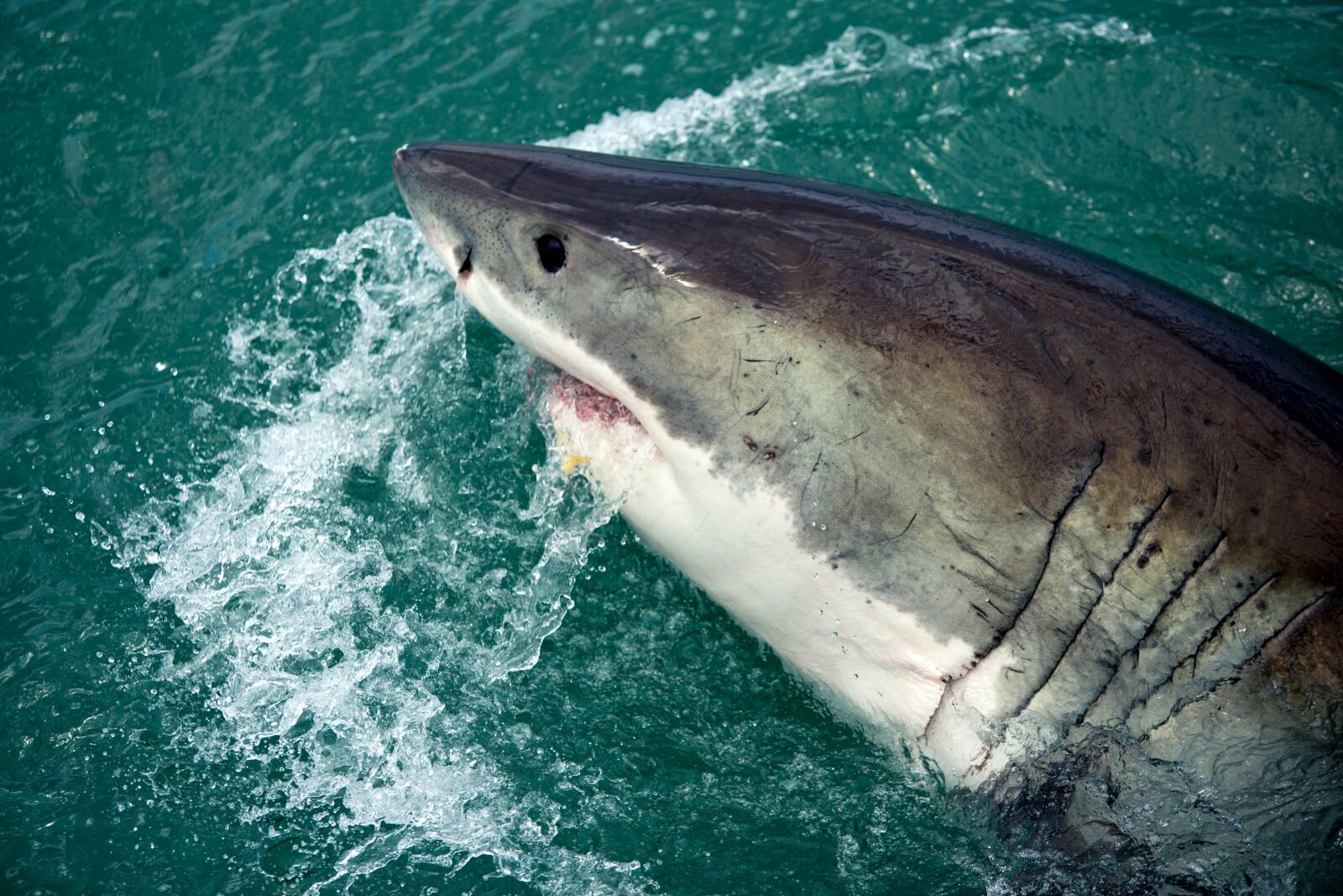 Canon EF 70-200mm F2.8L USM sample photo. Shark, danger, sharks photography