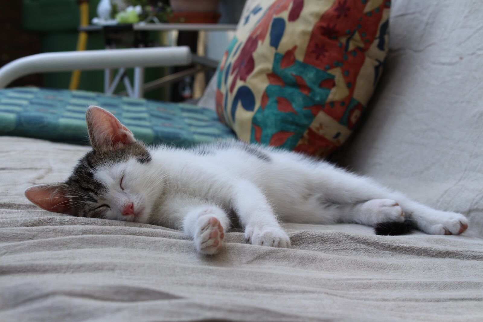 Canon EOS 700D (EOS Rebel T5i / EOS Kiss X7i) sample photo. Cat, young cat, pet photography