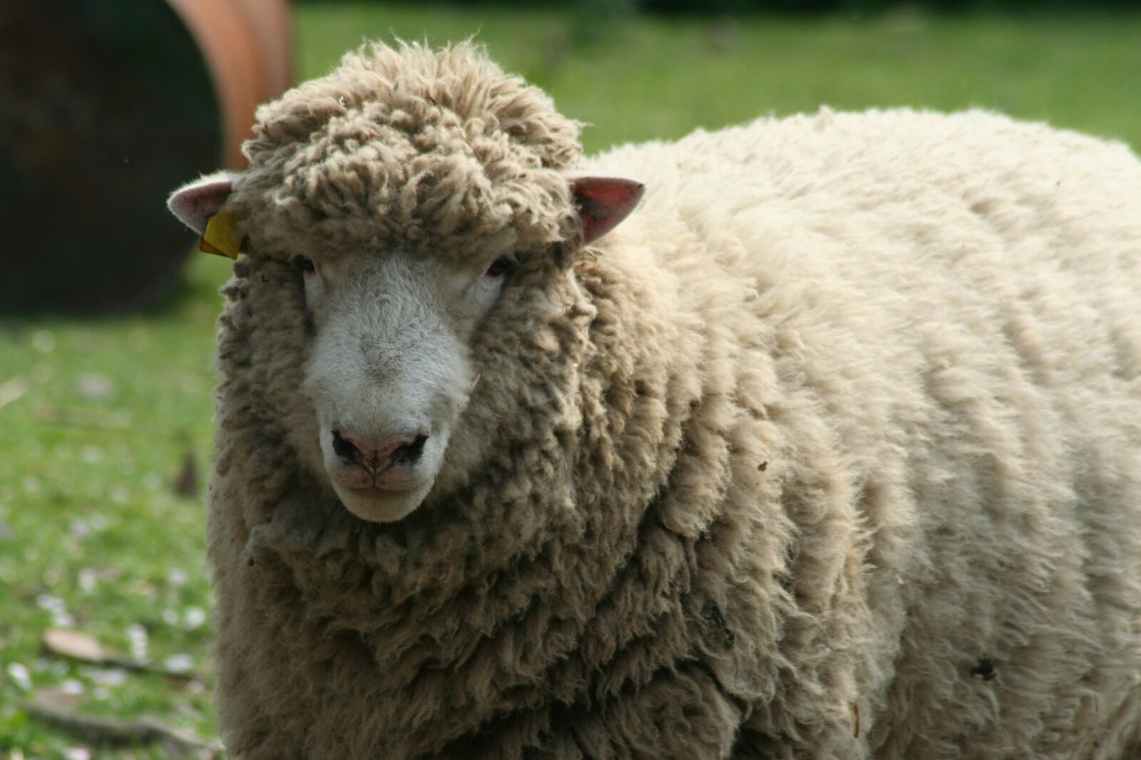 Canon EOS 350D (EOS Digital Rebel XT / EOS Kiss Digital N) sample photo. Sheep, farm, animal photography