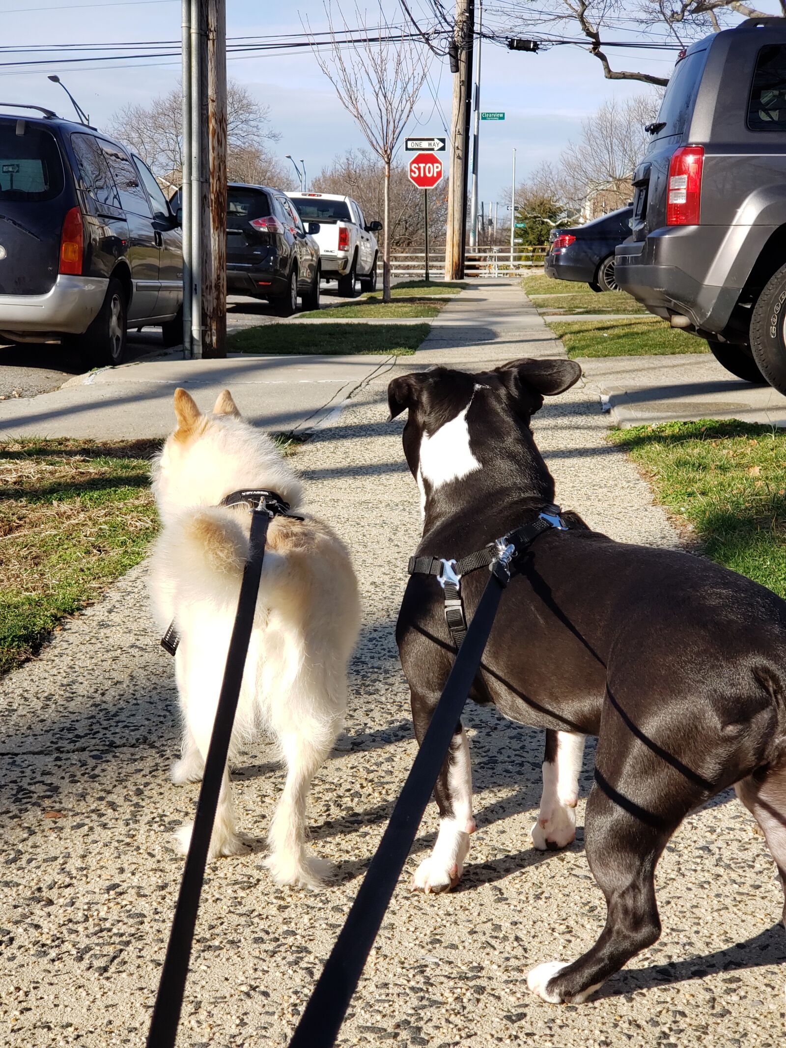 Samsung Galaxy S9+ sample photo. Puppy, american pocket bully photography
