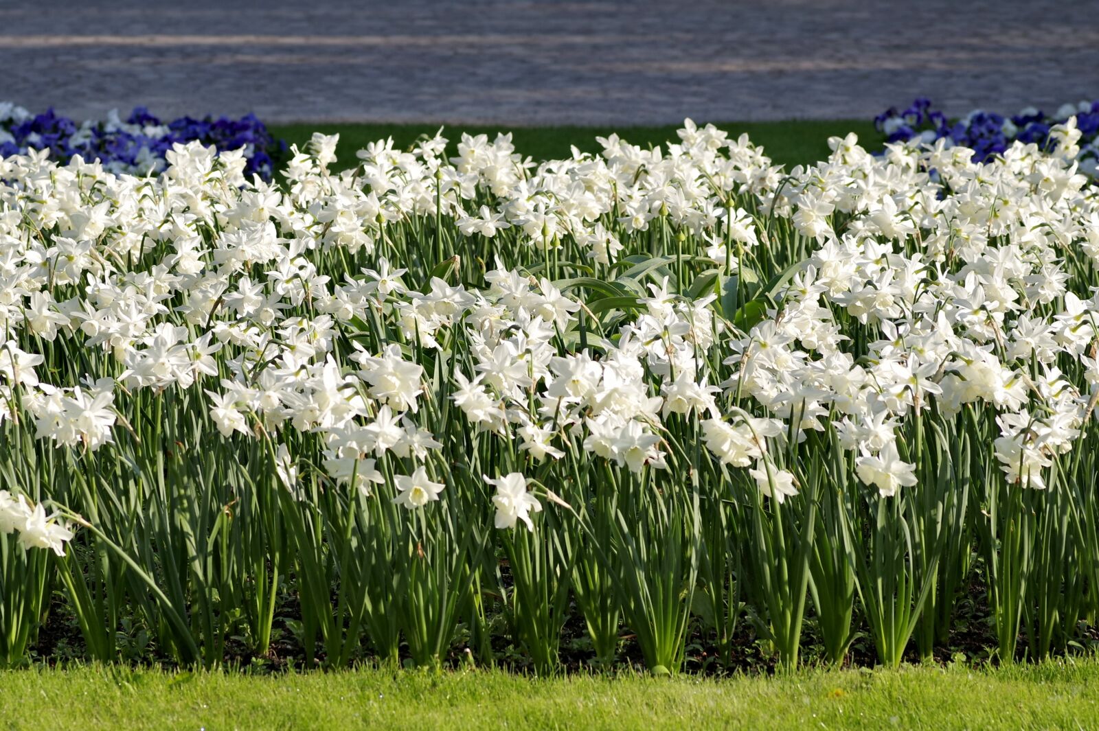Pentax K-S2 sample photo. Narcissus, white, cream photography