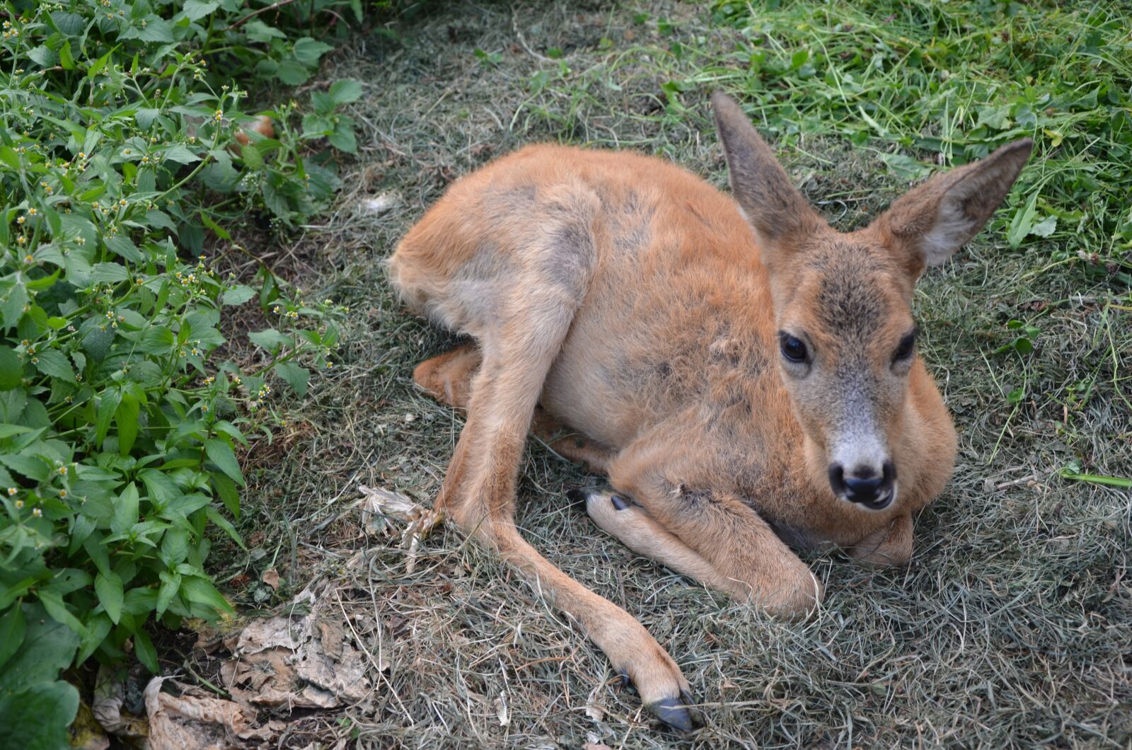 Nikon D7000 sample photo. Animal, the carpathians, reserve photography