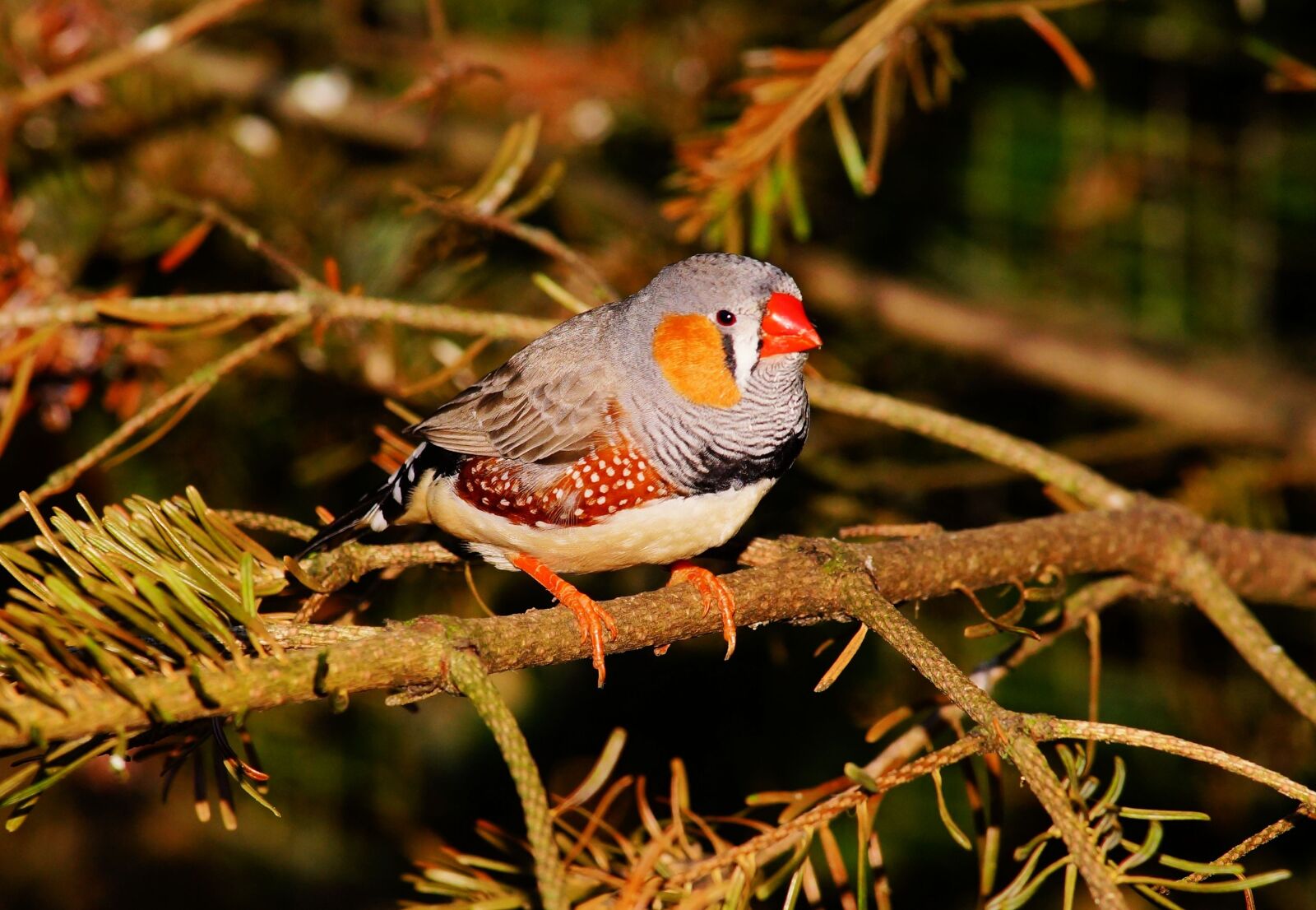 Sony a99 II sample photo. Bird, small, colorful photography