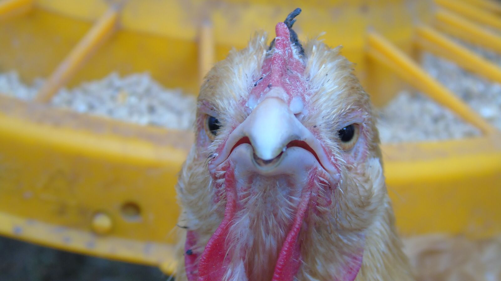 Sony Cyber-shot DSC-H400 sample photo. Chicken, hen, animal photography