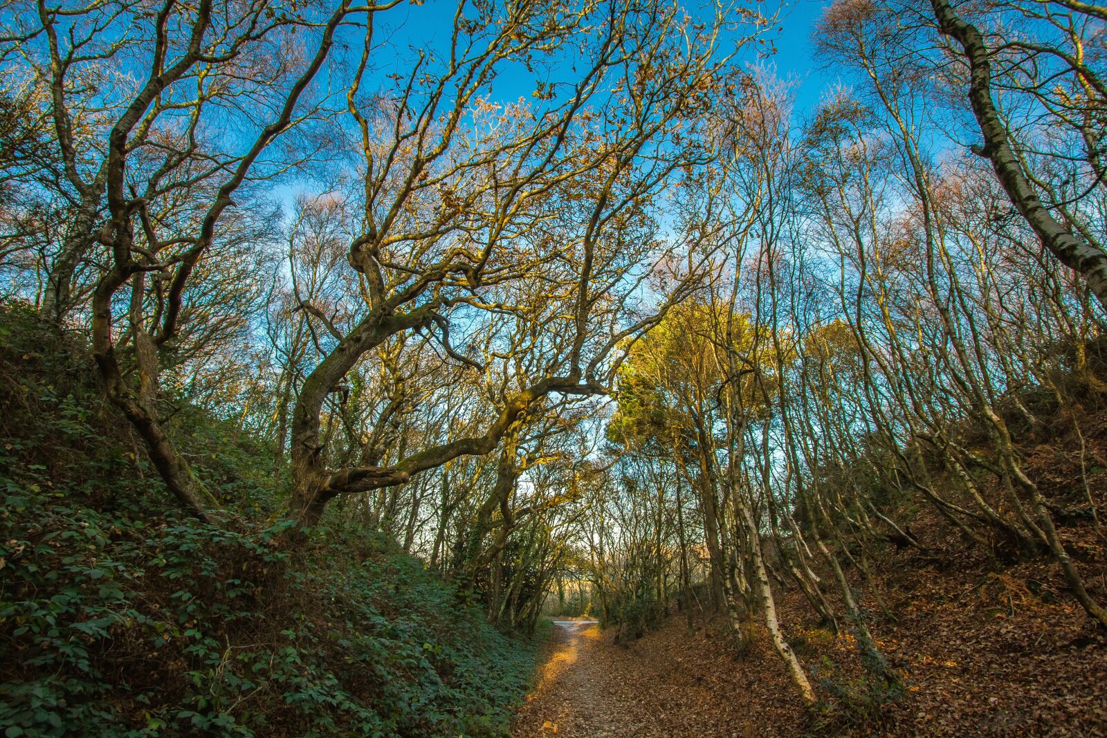 Canon EOS 60D sample photo. Forest, autumn, valley photography